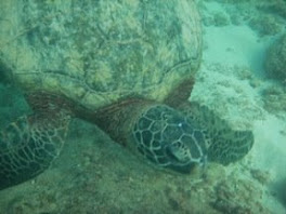 sea turtle - oahu - jan, 2008