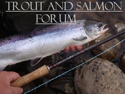 salmon forum trout fishings newtyle exciting some