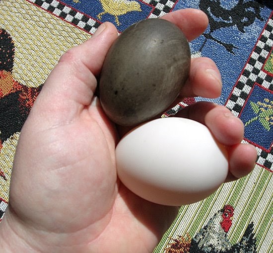 Twelve Acres Cayuga Egg