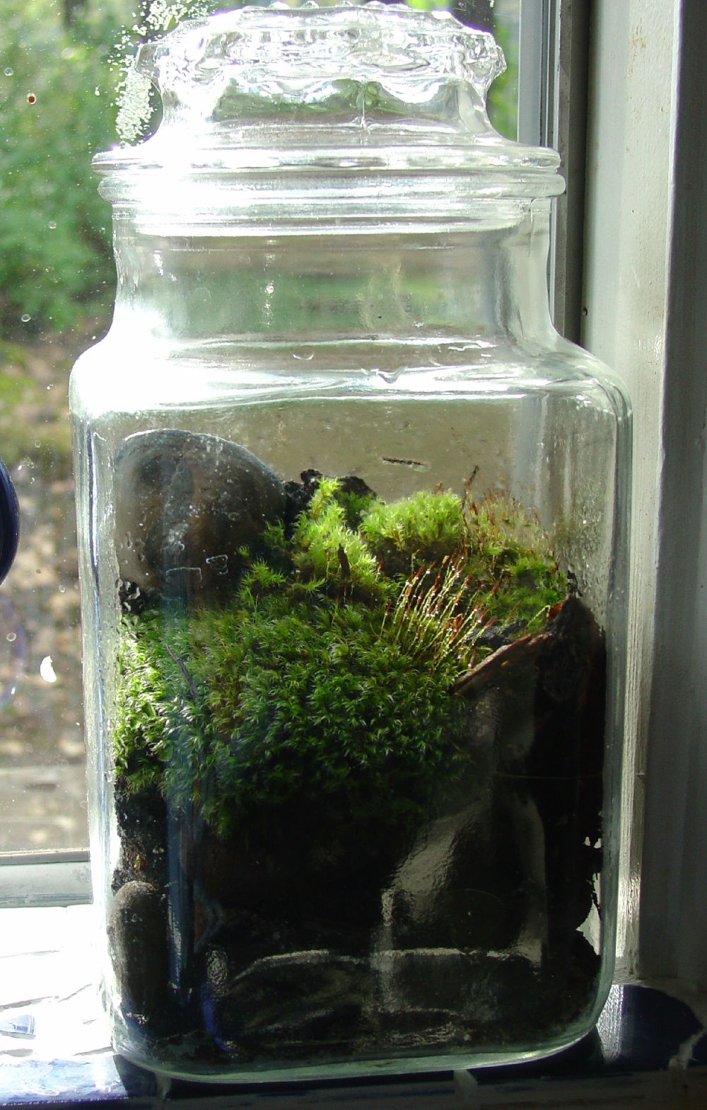Make The Best Of Things Moss Rocks To The Rescue