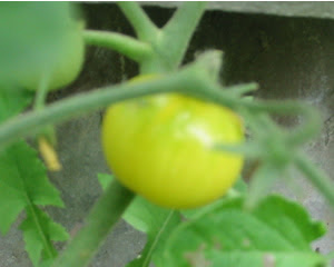 A ripening yellow cherry tomato