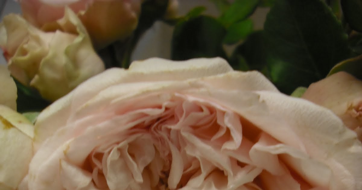 MOSS INDUSTRY WEDDINGS by Danielle Fraser A Moss Industry wedding at The Apostle Queenscliff