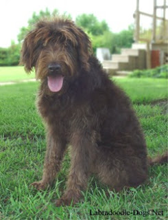labradoodle cuts
