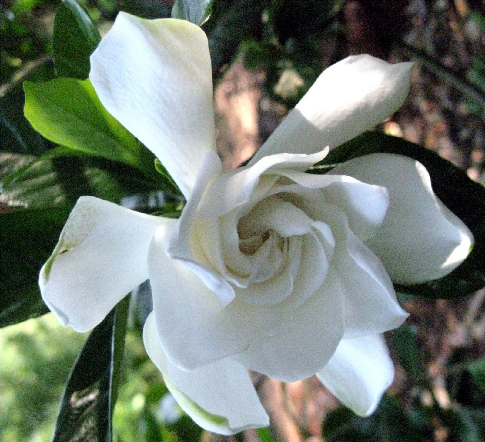 1003 Gardens Gardenia 'Michael'....This plant has lived through two