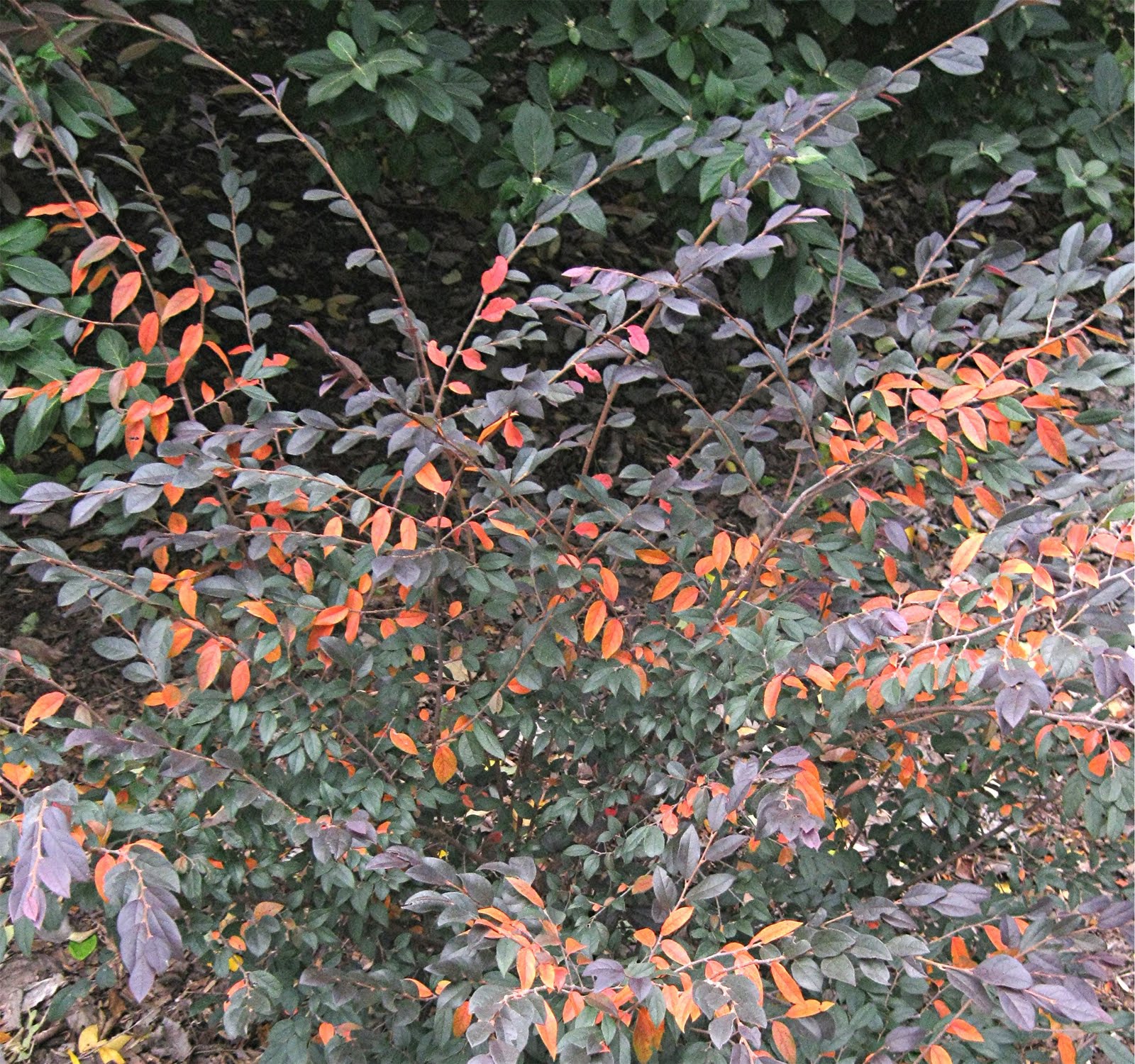 Zhuzhou Fuchsia