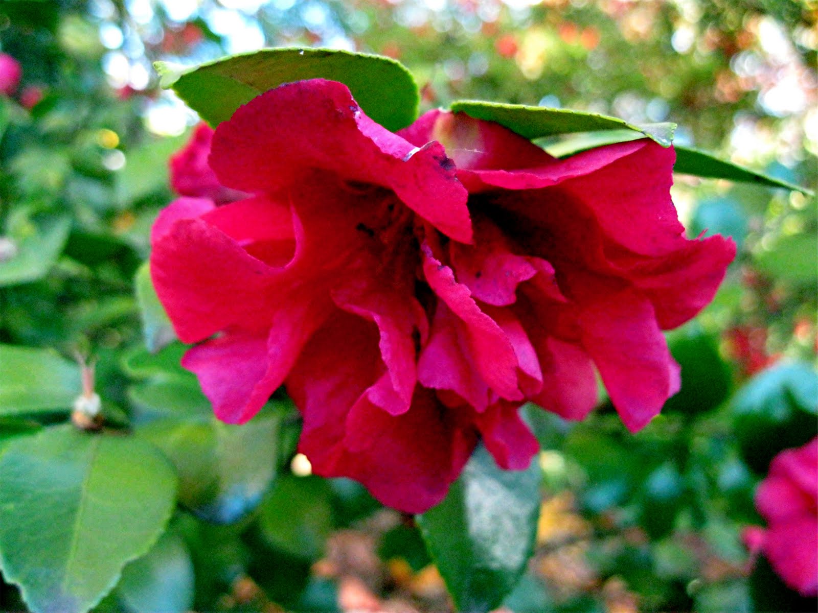 1003 Gardens Camellia sasanqua 'Bonanza' along the path to the Pagoda