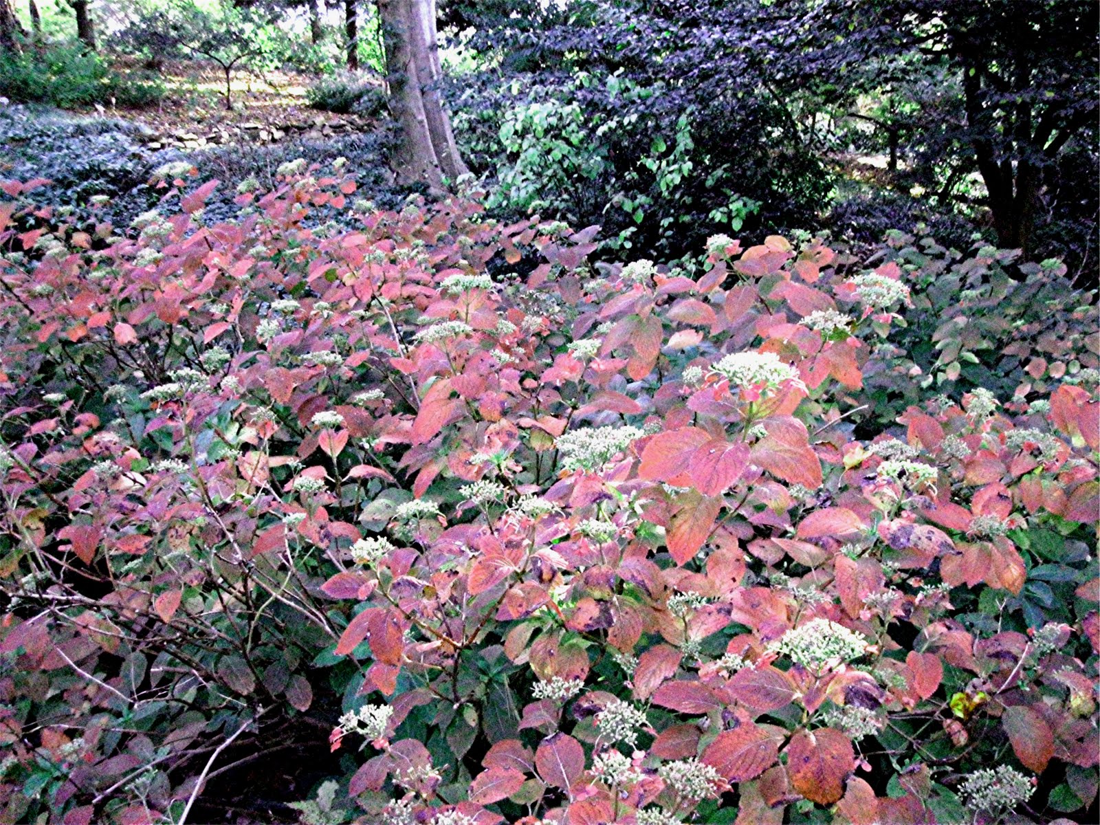Hydrangea Serrata Stock Photos Hydrangea Serrata Stock Images