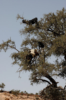 goat climbing grazing argan tree