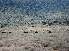 Op safari in Zuid-Afrika