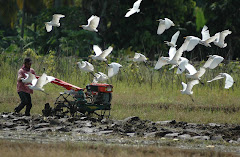 Burung dan Bajak