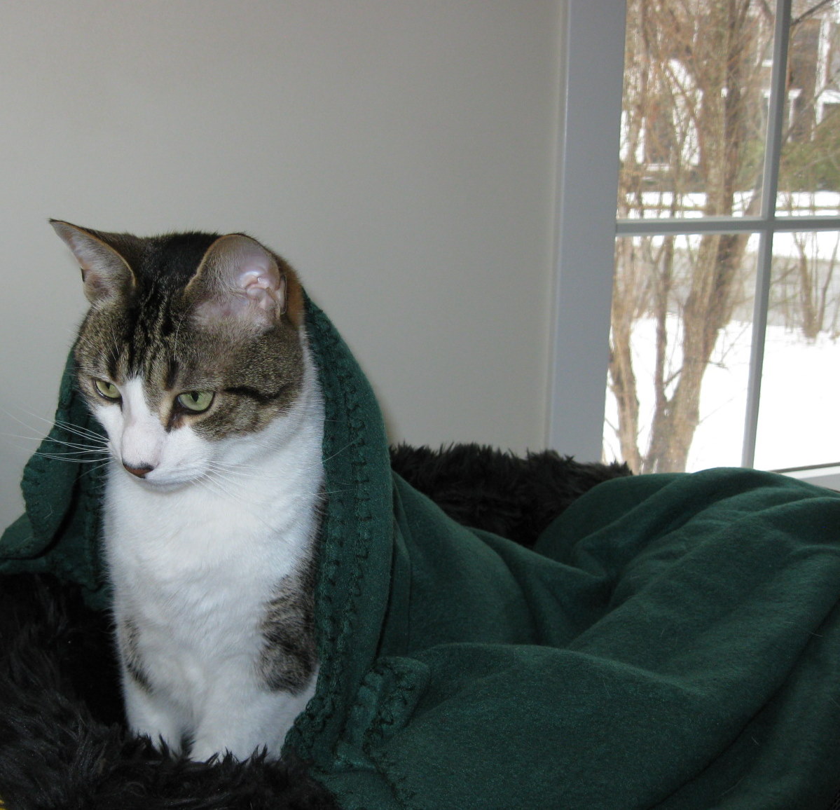 [tiki+under+blanket+1+1-18-2009+11-56-43+AM+1199x1156.JPG]