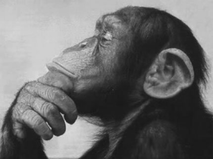 [macaco.bmp]