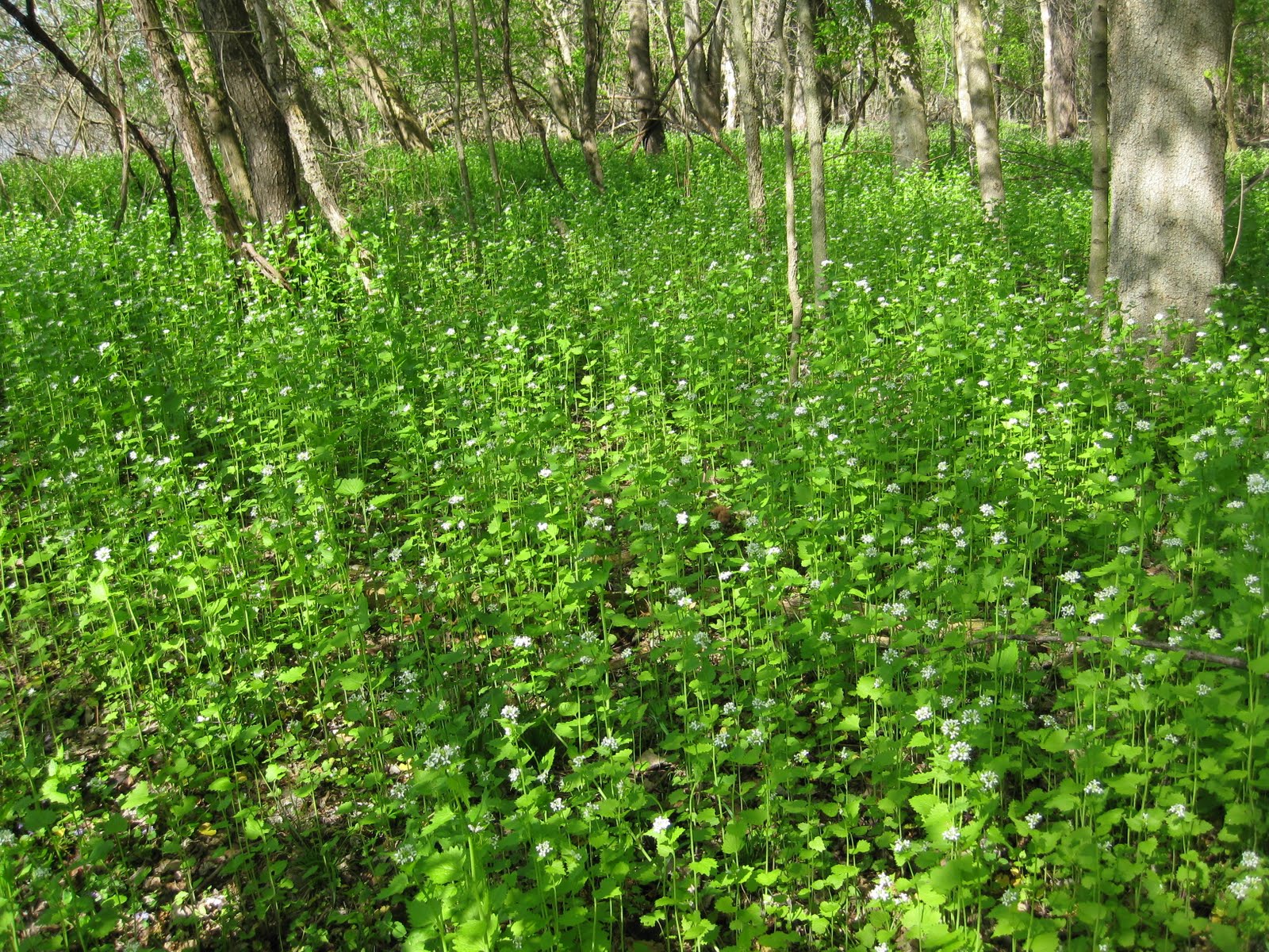 GeoEcology Invasive garlic mustard