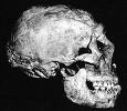 [Neandertal+Skull.jpg]