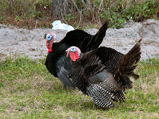 Osceola? Wild Turkey