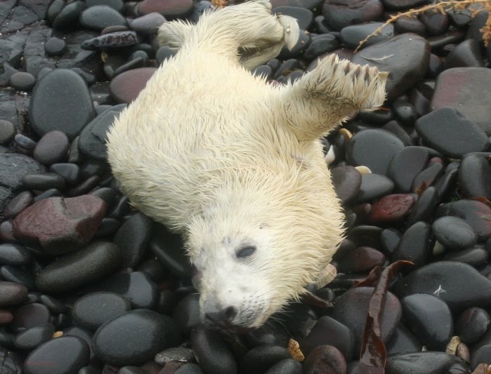 [Seal+Pups+waking+up.JPG]