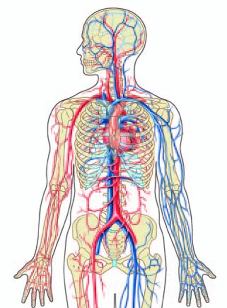The Heart (Sec 2 '10 Biology Project): Where is the heart located?
