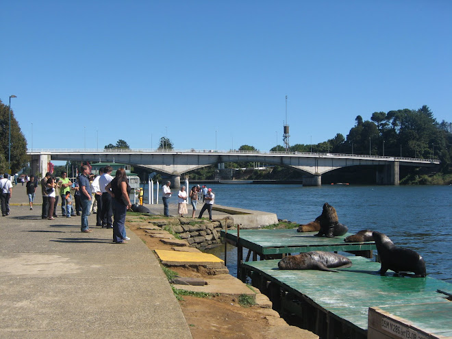 Lobos marinos en la costanera.