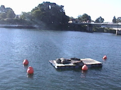 Lobos en río Valdivia