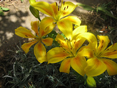 Liliun  amarillo