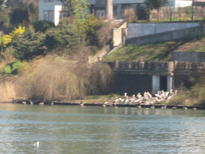 Pelícanos en la ribera del Río Valdivia