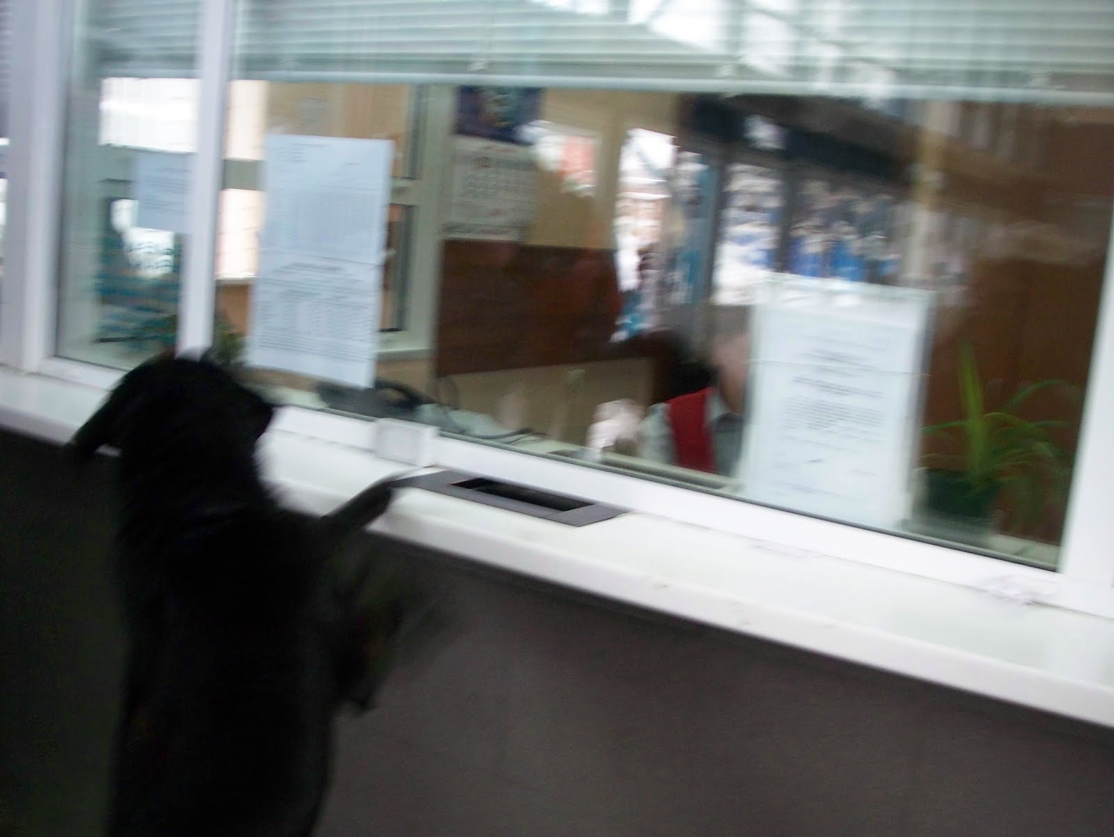 [Dog_at+_the_cassa.JPG]