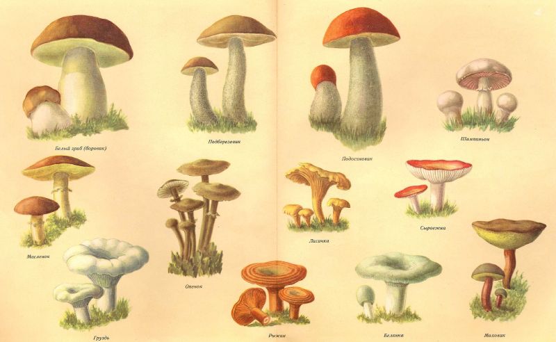[mushrooms+in+Russia.jpg]
