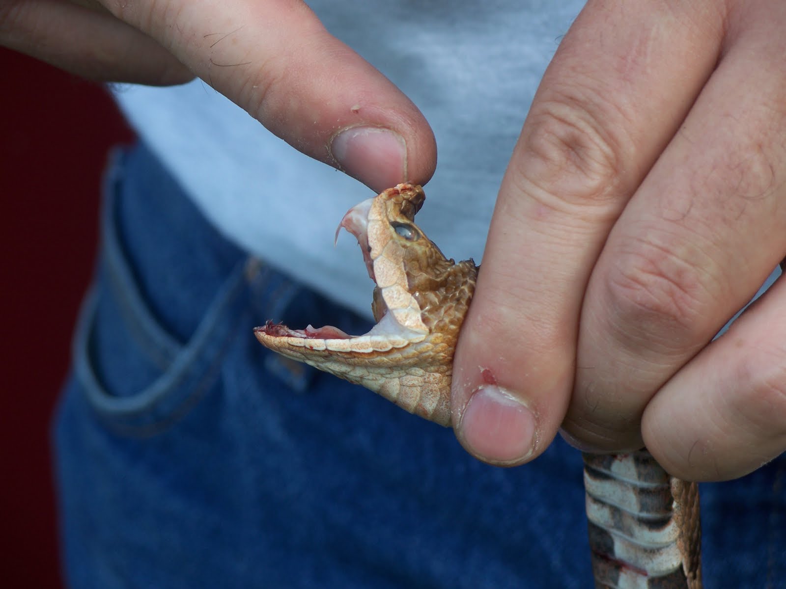 The Little Family Northern Copperhead