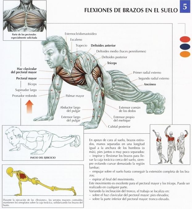 EJERCICIO GIMNASIA PECHO ejercicio gimnasia pecho: