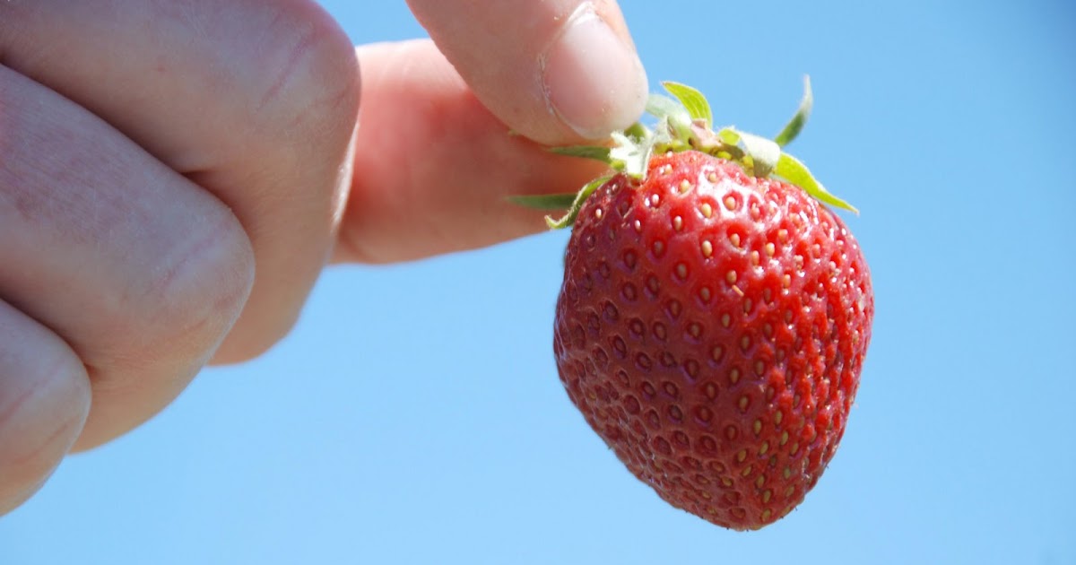the Garden of Leah Sauvie Island Strawberry Picking