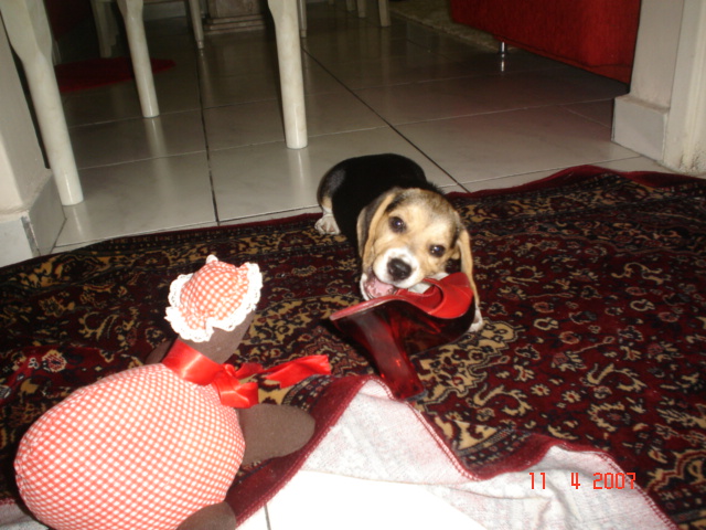 Sou o beagle mais lindo e mais amado do mundo!!!