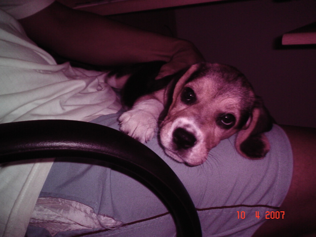 NINA MYERS MARCONDES