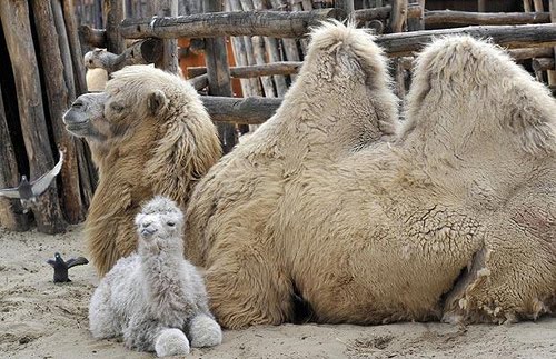 camel
