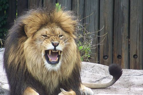 Cleveland Metroparks Zoo.