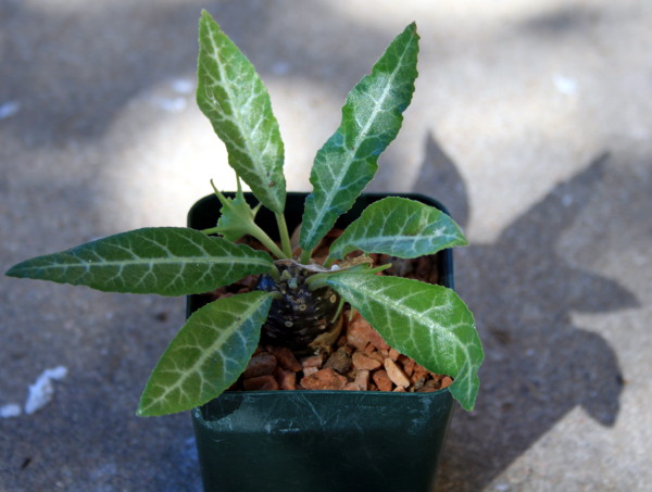 Fly Trap Plant Home Depot Fly Trap Plant Home Depot