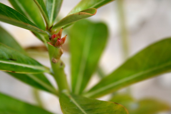 gardening with a not so angry christmas tree christmas tree mites