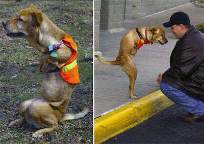 Trained dog - will to live Trained dog