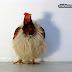 Clothing for chickens Clothing for chickens