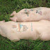 Tattoos on Pigs Tattoos on Pigs