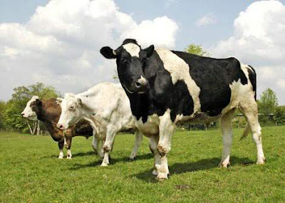 Biggest bull in the world Biggest bull in the world