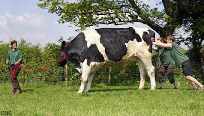 Biggest bull in the world Biggest bull in the world