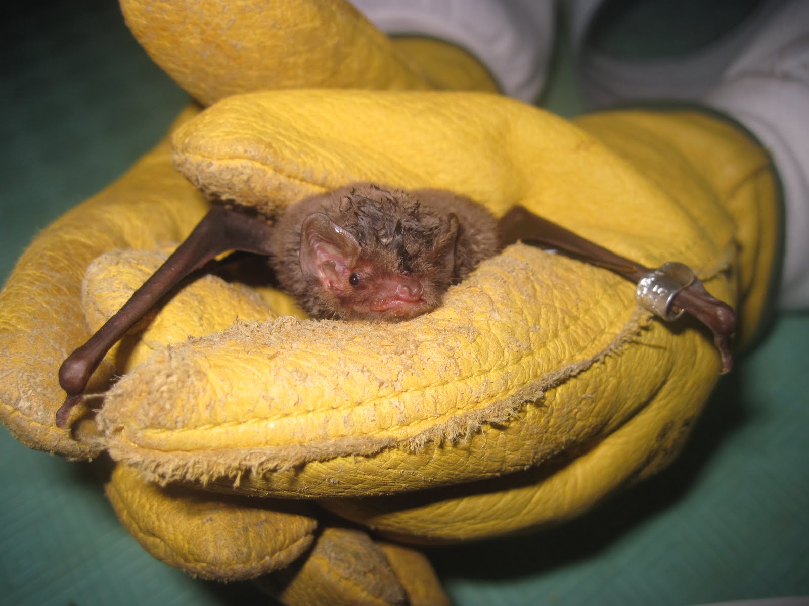 [Miniopterus+schreibersii+1.JPG]