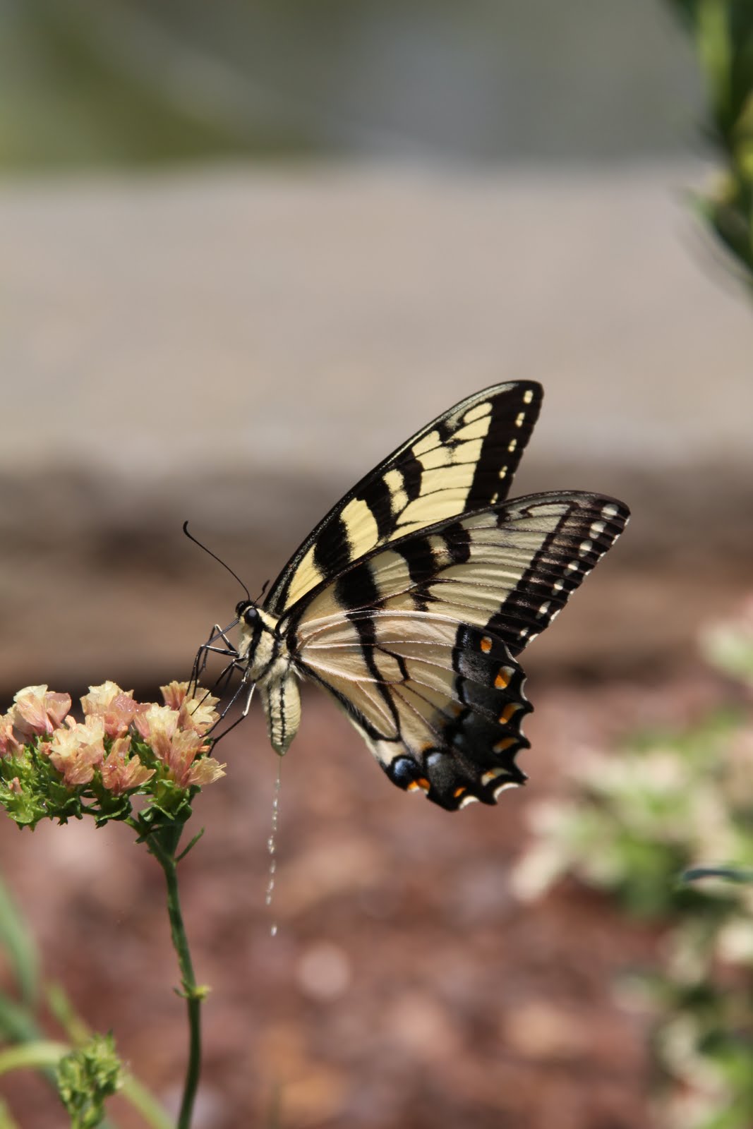 12 Crayons Do Butterflies pee?