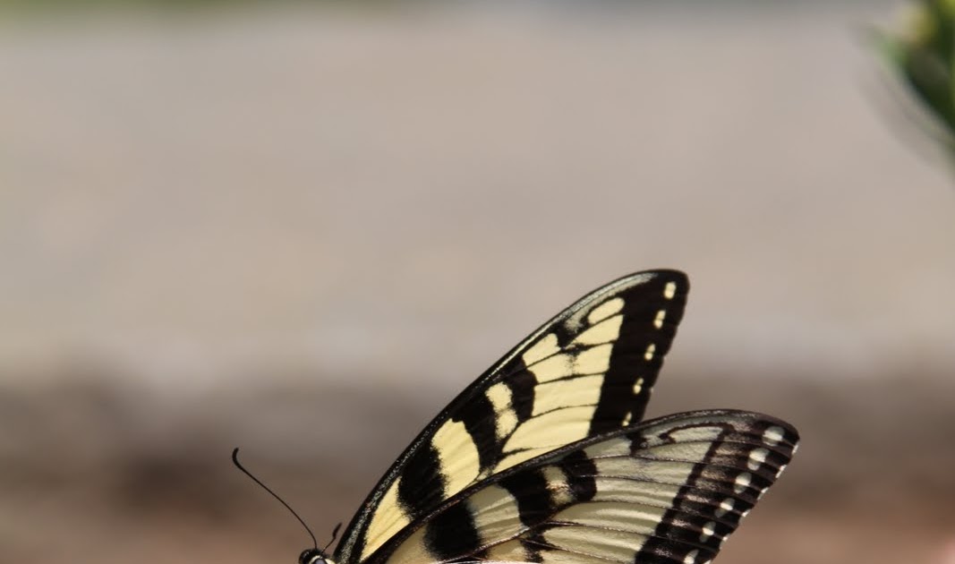 12 Crayons Do Butterflies pee?