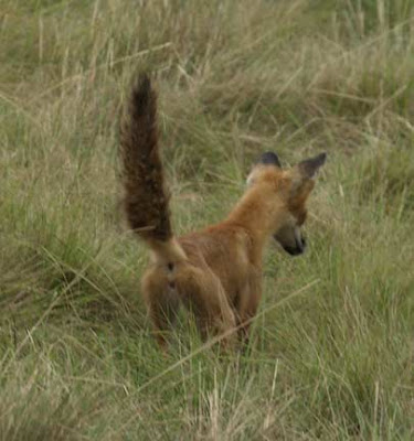 Ever hear of a fox-tail brush?