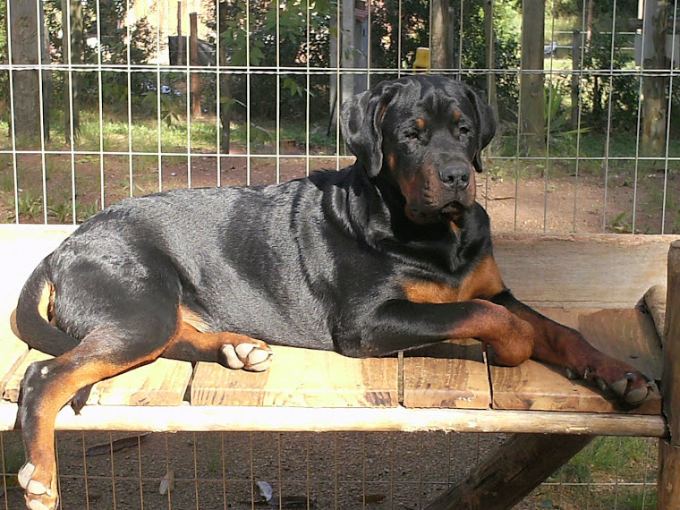 Toro Imperador Olhos de Fogo