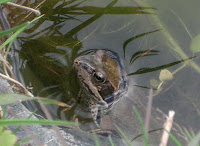 A frog in the new pond A frog in the new pond