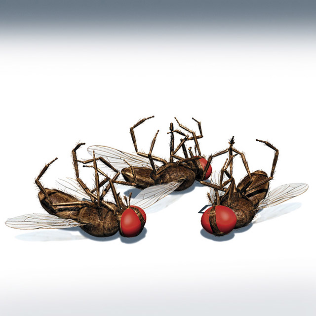 ELIMINAR INSECTOS eliminar insectos: