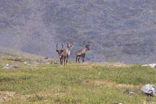 Reindeer (Caribou) on the Tjaktjavagge