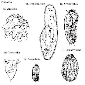 Kamus Pengetahuan Mengenal Protozoa